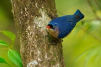 Brhlik cervenozoby - Sitta frontalis - Velvet-fronted Nuthatch o6534